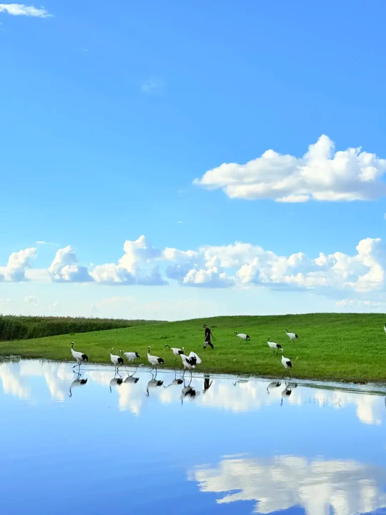 Elegant red-crowned cranes taking flight in the wetlands, providing ultimate inspiration for your Qiqihar itinerary.
Qiqihar travel guide
Things to do in Qiqihar
Qiqihar itinerary
Zhalong Nature Reserve
Bukui Mosque
Longsha Park