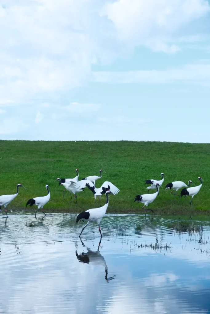Heilongjiang travel guide
things to do in Heilongjiang
Heilongjiang itinerary
Harbin Ice and Snow World
Wudalianchi geopark
Sino-Russian border
Mohe Arctic Village
Zhalong Nature Reserve