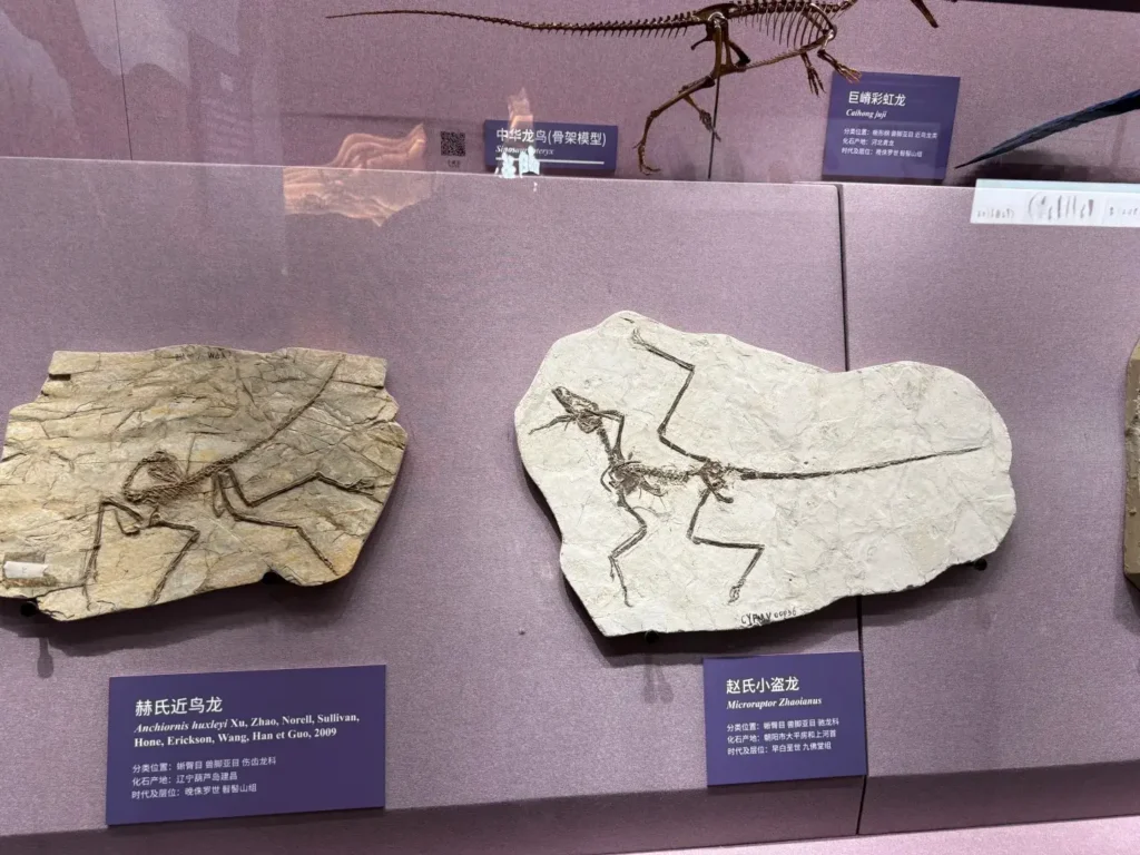 Exploring ancient fossils is a key part of any Chaoyang itinerary and a highlight in this expert Chaoyang travel guide.
Chaoyang travel guide
Things to do in Chaoyang
Chaoyang attractions
Chaoyang itinerary
Chaoyang fossils
Niuheliang
Jehol Biota