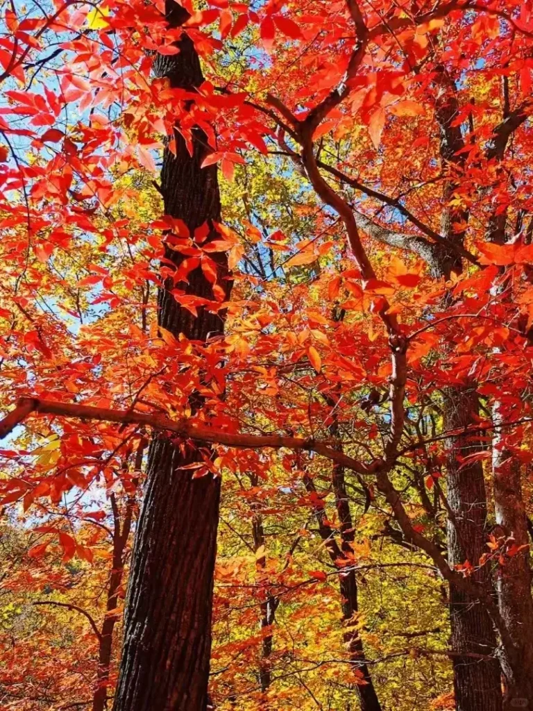 Visiting Guanmenshan is one of the top things to do in Benxi outlined in this Benxi travel guide.
Benxi travel guide
Things to do in Benxi
Benxi attractions
Benxi itinerary
Benxi Water Caves
Guanmenshan
Maple leaves