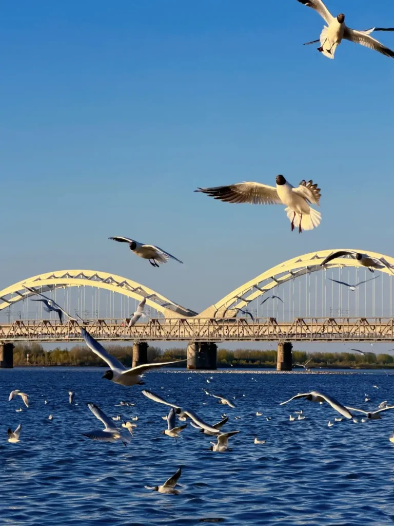 Jiamusi travel guide
Things to do in Jiamusi
Jiamusi itinerary
Heixiazi Island
Dongji Square
Sanjiang Wetlands