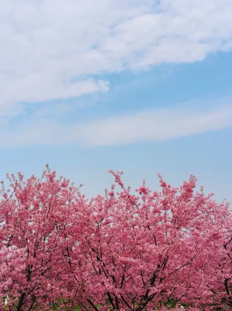 Dandong travel guide
Things to do in Dandong
Dandong attractions
Dandong itinerary
Yalu River
Tiger Mountain Great Wall
North Korea border