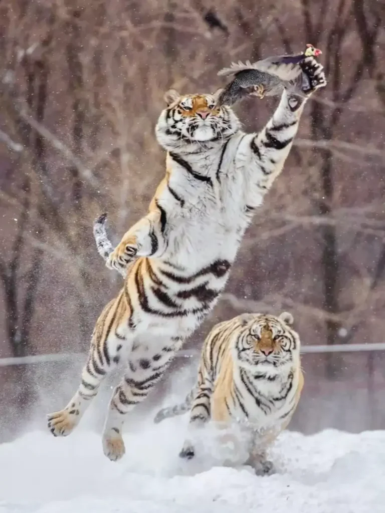 Mudanjiang travel guide
Things to do in Mudanjiang
Mudanjiang itinerary
Jingpo Lake
China Snow Town
Siberian Tiger Park