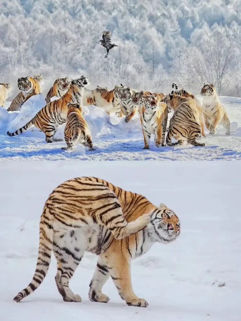 Mudanjiang travel guide
Things to do in Mudanjiang
Mudanjiang itinerary
Jingpo Lake
China Snow Town
Siberian Tiger Park