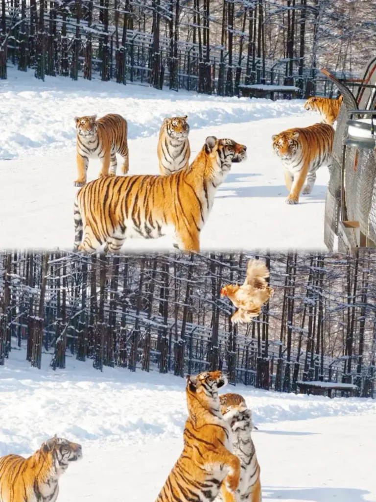 Mudanjiang travel guide
Things to do in Mudanjiang
Mudanjiang itinerary
Jingpo Lake
China Snow Town
Siberian Tiger Park