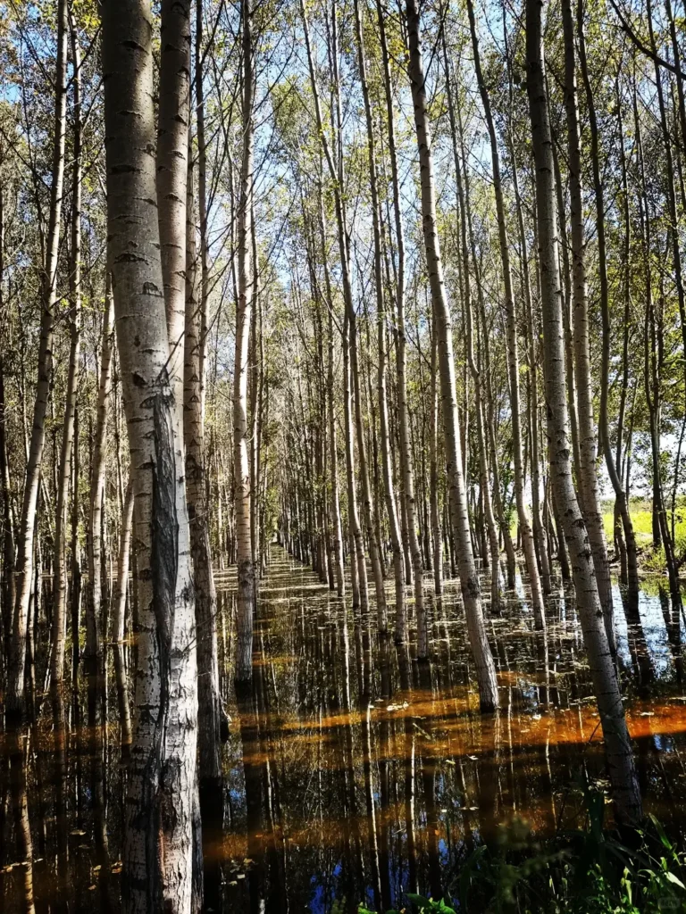 Wander the vibrant local markets to add cultural color to your Baicheng travel guide experience.
Baicheng travel guide
Things to do in Baicheng
Baicheng attractions
Baicheng itinerary
Momoge National Nature Reserve
Xianghai
Siberian Cranes
Chengsijiazi Ancient City