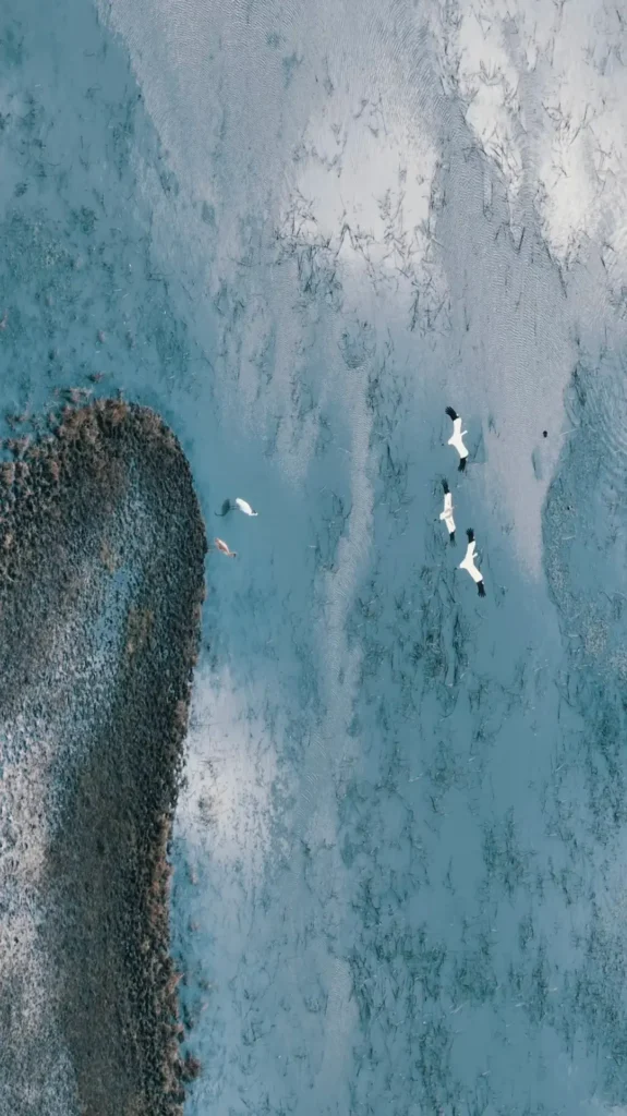 Witness the spectacular bird migrations, a top recommendation in our Baicheng travel guide.
Baicheng travel guide
Things to do in Baicheng
Baicheng attractions
Baicheng itinerary
Momoge National Nature Reserve
Xianghai
Siberian Cranes
Chengsijiazi Ancient City