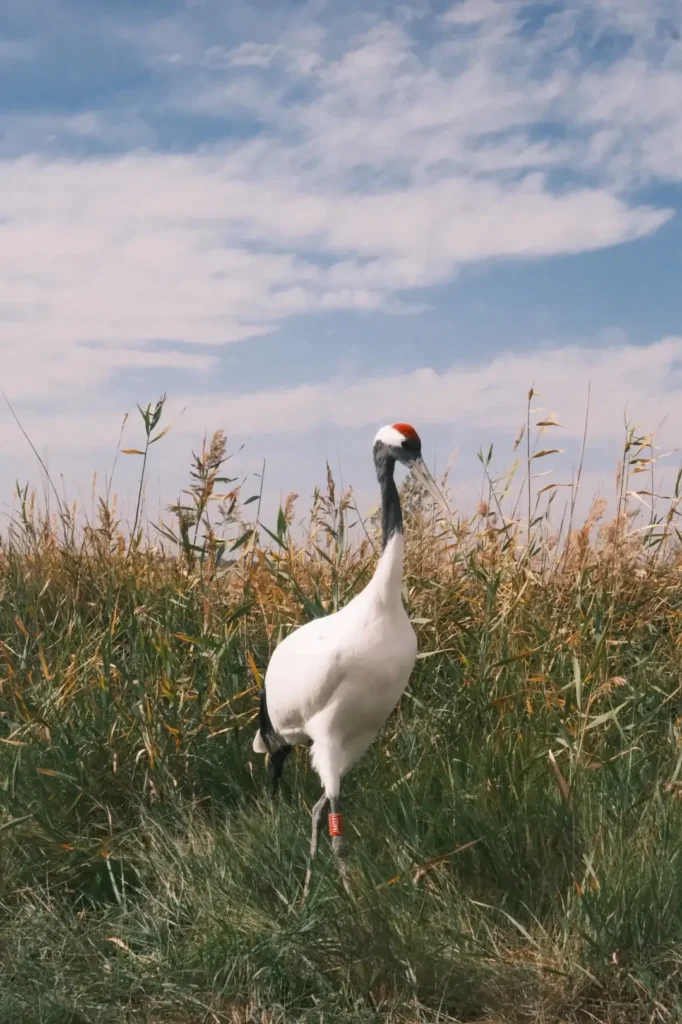 Witness the spectacular bird migrations, a top recommendation in our Baicheng travel guide.
Baicheng travel guide
Things to do in Baicheng
Baicheng attractions
Baicheng itinerary
Momoge National Nature Reserve
Xianghai
Siberian Cranes
Chengsijiazi Ancient City