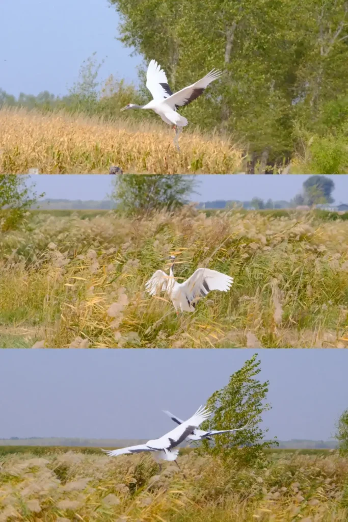 Witness the spectacular bird migrations, a top recommendation in our Baicheng travel guide.
Baicheng travel guide
Things to do in Baicheng
Baicheng attractions
Baicheng itinerary
Momoge National Nature Reserve
Xianghai
Siberian Cranes
Chengsijiazi Ancient City