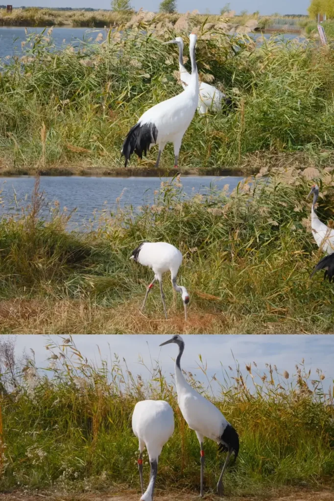 Witness the spectacular bird migrations, a top recommendation in our Baicheng travel guide.
Baicheng travel guide
Things to do in Baicheng
Baicheng attractions
Baicheng itinerary
Momoge National Nature Reserve
Xianghai
Siberian Cranes
Chengsijiazi Ancient City