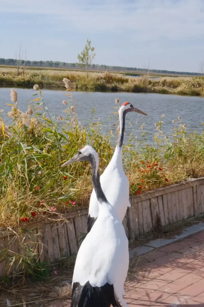 Witness the spectacular bird migrations, a top recommendation in our Baicheng travel guide.
Baicheng travel guide
Things to do in Baicheng
Baicheng attractions
Baicheng itinerary
Momoge National Nature Reserve
Xianghai
Siberian Cranes
Chengsijiazi Ancient City