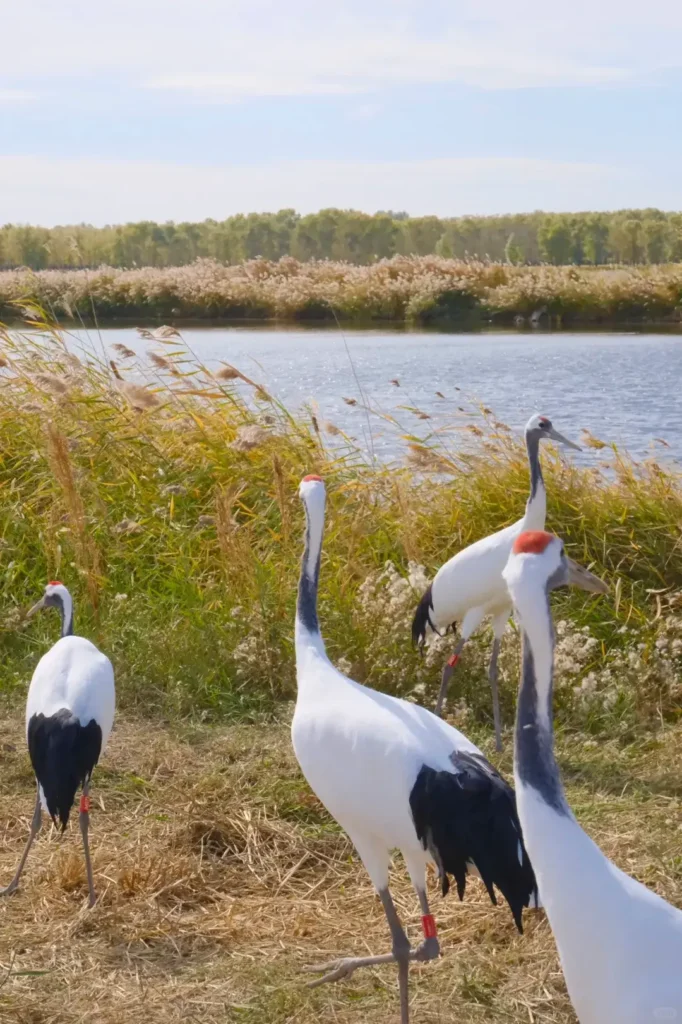 Witness the spectacular bird migrations, a top recommendation in our Baicheng travel guide.
Baicheng travel guide
Things to do in Baicheng
Baicheng attractions
Baicheng itinerary
Momoge National Nature Reserve
Xianghai
Siberian Cranes
Chengsijiazi Ancient City