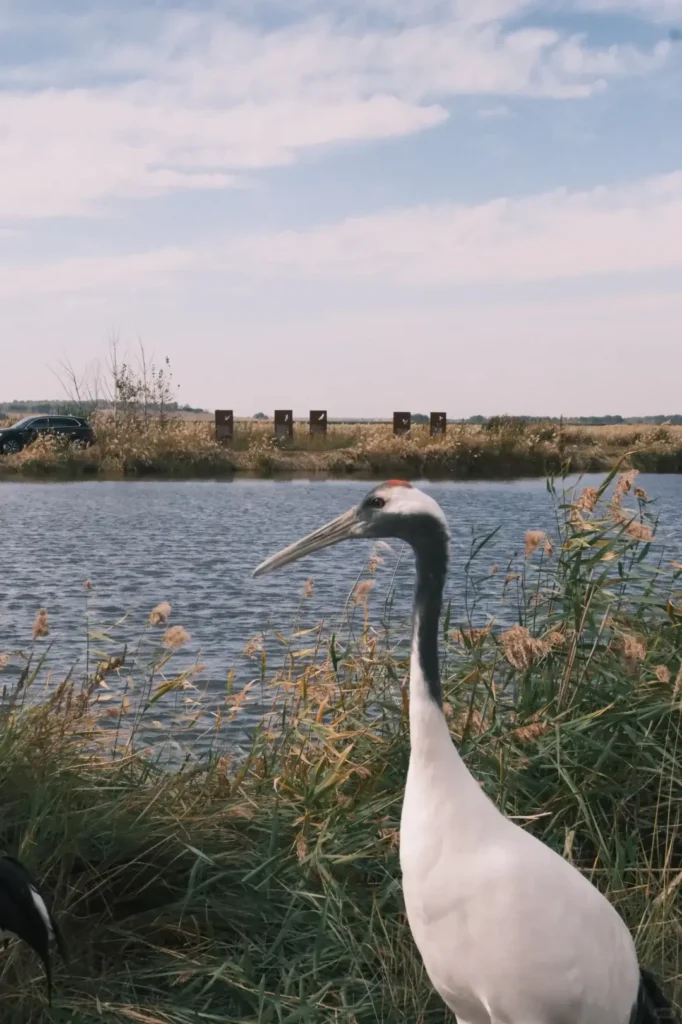 Witness the spectacular bird migrations, a top recommendation in our Baicheng travel guide.
Baicheng travel guide
Things to do in Baicheng
Baicheng attractions
Baicheng itinerary
Momoge National Nature Reserve
Xianghai
Siberian Cranes
Chengsijiazi Ancient City