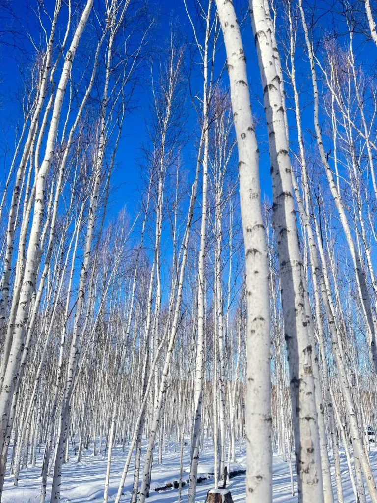 Heilongjiang travel guide
things to do in Heilongjiang
Heilongjiang itinerary
Harbin Ice and Snow World
Wudalianchi geopark
Sino-Russian border
Mohe Arctic Village
Zhalong Nature Reserve