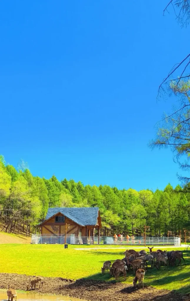 Witness the graceful Sika deer, a top recommendation in our Liaoyuan travel guide.
Liaoyuan travel guide.
Liaoyuan travel guide
Things to do in Liaoyuan
Liaoyuan attractions
Liaoyuan itinerary
Sika Deer
Pipa Museum
Dongfeng Royal Deer Park
Longshou Mountain