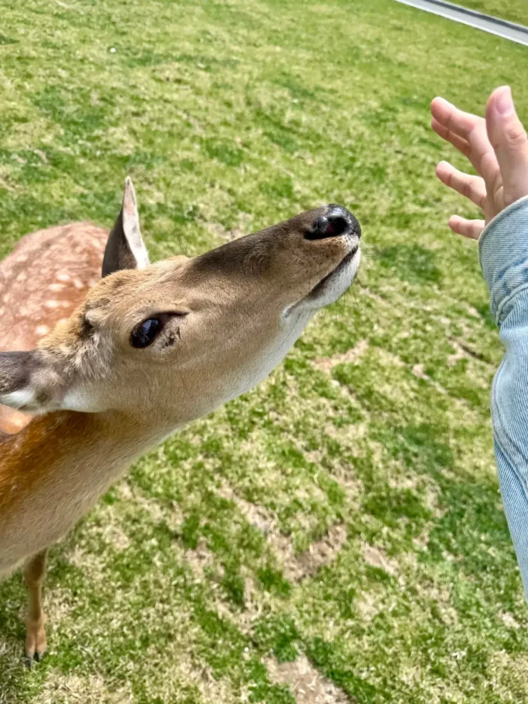 Witness the graceful Sika deer, a top recommendation in our Liaoyuan travel guide.
Liaoyuan travel guide.
Liaoyuan travel guide
Things to do in Liaoyuan
Liaoyuan attractions
Liaoyuan itinerary
Sika Deer
Pipa Museum
Dongfeng Royal Deer Park
Longshou Mountain