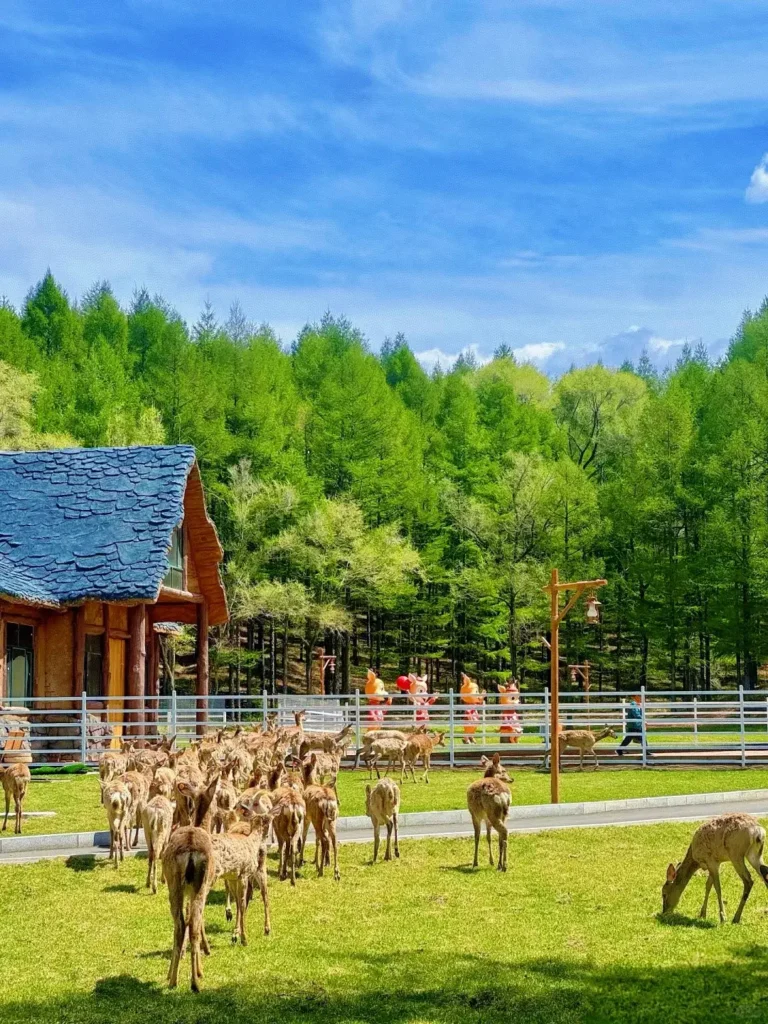 Witness the graceful Sika deer, a top recommendation in our Liaoyuan travel guide.
Liaoyuan travel guide.
Liaoyuan travel guide
Things to do in Liaoyuan
Liaoyuan attractions
Liaoyuan itinerary
Sika Deer
Pipa Museum
Dongfeng Royal Deer Park
Longshou Mountain