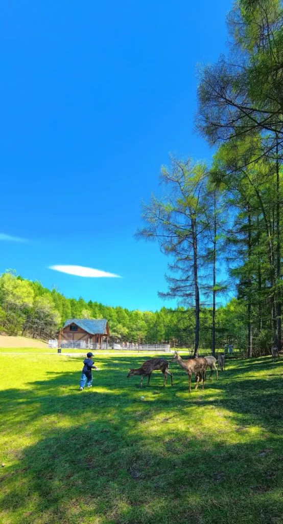 Witness the graceful Sika deer, a top recommendation in our Liaoyuan travel guide.
Liaoyuan travel guide.
Liaoyuan travel guide
Things to do in Liaoyuan
Liaoyuan attractions
Liaoyuan itinerary
Sika Deer
Pipa Museum
Dongfeng Royal Deer Park
Longshou Mountain