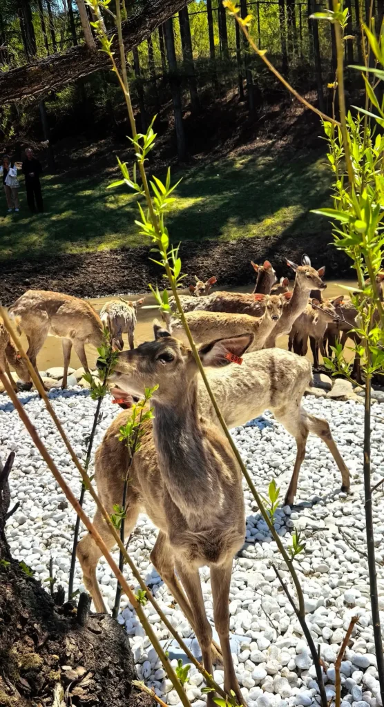 Witness the graceful Sika deer, a top recommendation in our Liaoyuan travel guide.
Liaoyuan travel guide.
Liaoyuan travel guide
Things to do in Liaoyuan
Liaoyuan attractions
Liaoyuan itinerary
Sika Deer
Pipa Museum
Dongfeng Royal Deer Park
Longshou Mountain