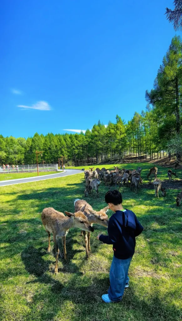 Witness the graceful Sika deer, a top recommendation in our Liaoyuan travel guide.
Liaoyuan travel guide.
Liaoyuan travel guide
Things to do in Liaoyuan
Liaoyuan attractions
Liaoyuan itinerary
Sika Deer
Pipa Museum
Dongfeng Royal Deer Park
Longshou Mountain