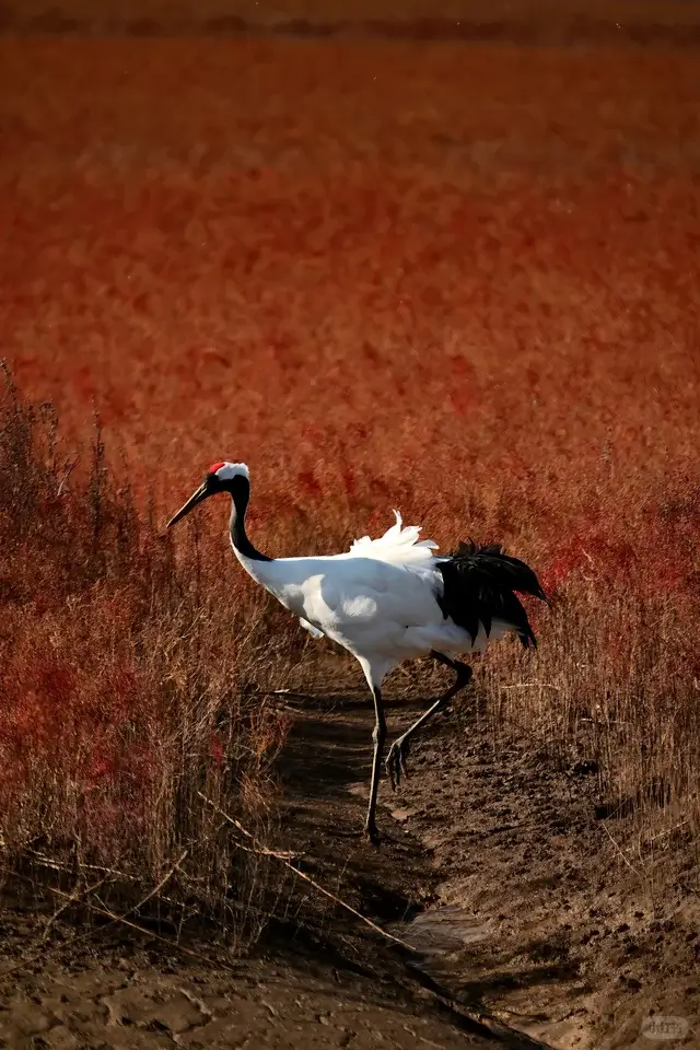 Exploring the wetlands to spot cranes is a key part of any Panjin itinerary and a highlight in this expert Panjin travel guide.