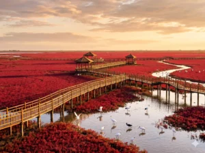 Visiting Panjin Red Beach is one of the top things to do in Panjin outlined in this Panjin travel guide. Panjin travel guide Things to do in Panjin Panjin attractions Panjin itinerary Panjin Red Beach Red Beach National ScenicCorridor