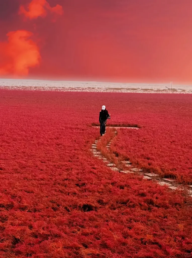 Visiting Panjin Red Beach is one of the top things to do in Panjin outlined in this Panjin travel guide.
Panjin travel guide
Things to do in Panjin
Panjin attractions
Panjin itinerary
Panjin Red Beach
Red Beach National ScenicCorridor