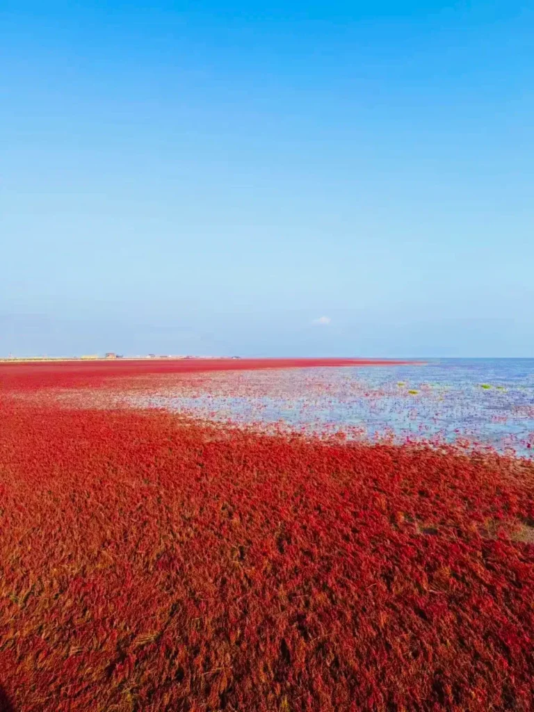 Visiting Panjin Red Beach is one of the top things to do in Panjin outlined in this Panjin travel guide.
Panjin Red Beach