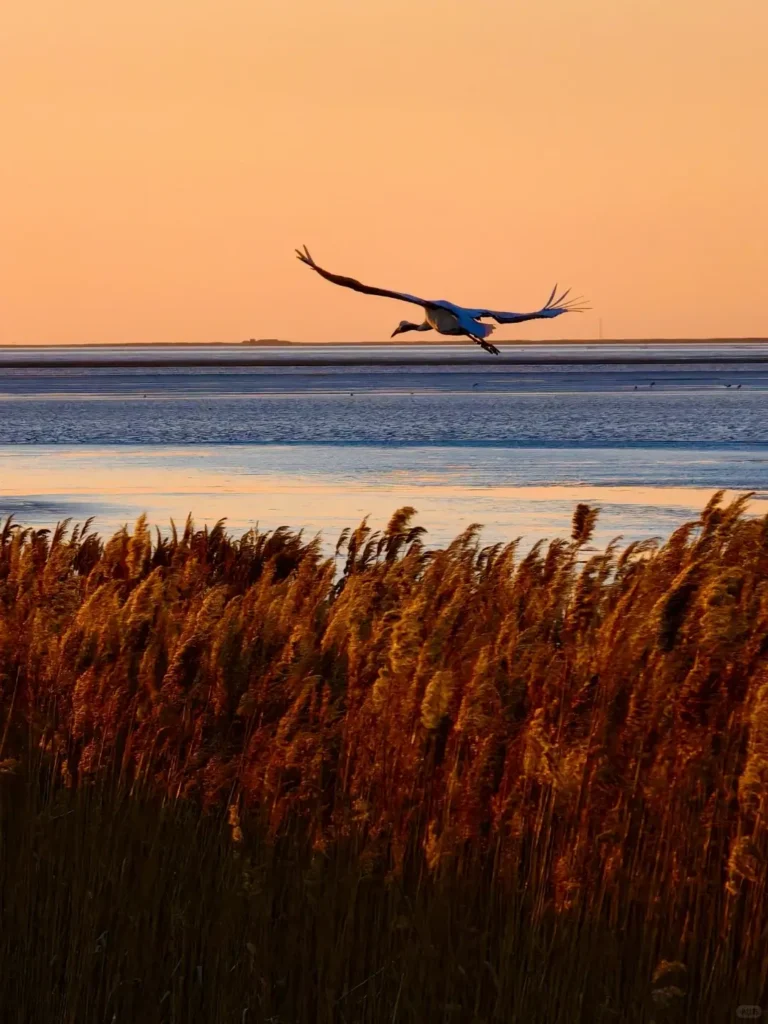 Exploring the wetlands to spot cranes is a key part of any Panjin itinerary and a highlight in this expert Panjin travel guide.