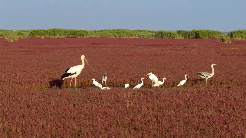 Panjin Red Beach
Exploring the wetlands to spot cranes is a key part of any Panjin itinerary and a highlight in this expert Panjin travel guide.