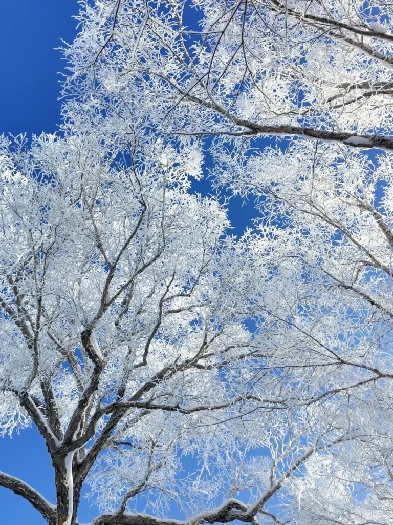 Heilongjiang travel guide
things to do in Heilongjiang
Heilongjiang itinerary
Harbin Ice and Snow World
Wudalianchi geopark
Sino-Russian border
Mohe Arctic Village
Zhalong Nature Reserve