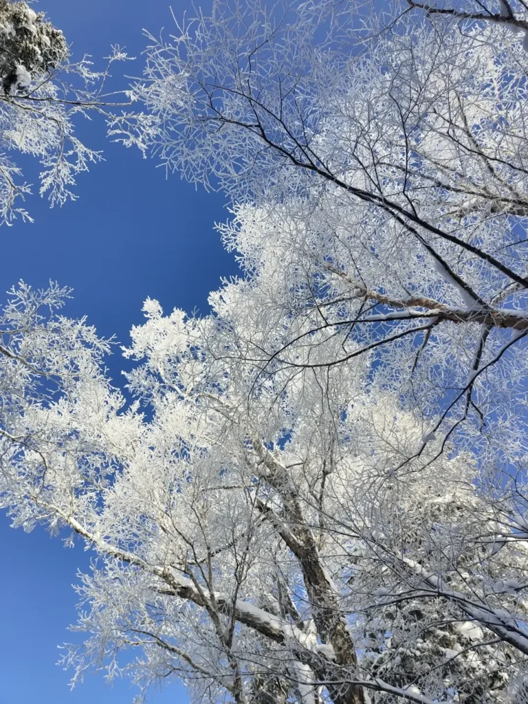 Heilongjiang travel guide
things to do in Heilongjiang
Heilongjiang itinerary
Harbin Ice and Snow World
Wudalianchi geopark
Sino-Russian border
Mohe Arctic Village
Zhalong Nature Reserve