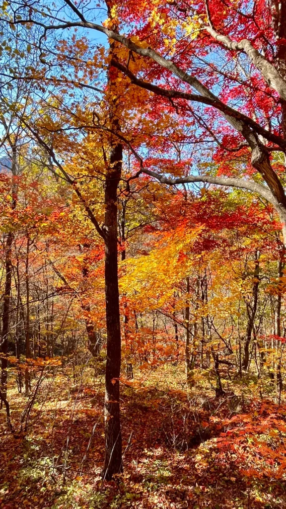 Benxi travel guide
Things to do in Benxi
Benxi attractions
Benxi itinerary
Benxi Water Caves
Guanmenshan
Maple leaves