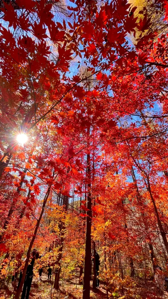 Benxi travel guide
Things to do in Benxi
Benxi attractions
Benxi itinerary
Benxi Water Caves
Guanmenshan
Maple leaves