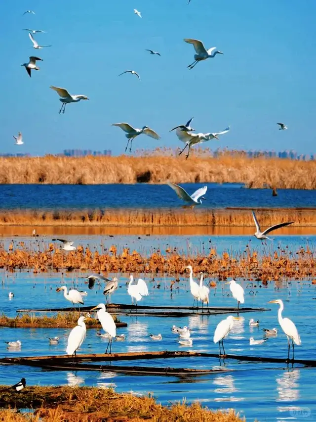 Bird watching at Hengshui Lake is one of the top things to do in Hengshui.
Hengshui travel guide
Things to do in Hengshui
Hengshui attractions
Hengshui itinerary
Hengshui Lake
Inside-painted snuff bottles