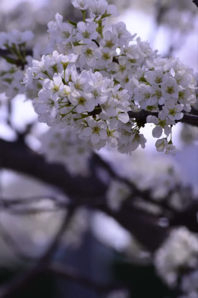 Wander the peaceful lakeshores to add natural beauty to your Liaoyuan travel guide experience.
Liaoyuan travel guide.
Liaoyuan travel guide
Things to do in Liaoyuan
Liaoyuan attractions
Liaoyuan itinerary
Sika Deer
Pipa Museum
Dongfeng Royal Deer Park
Longshou Mountain