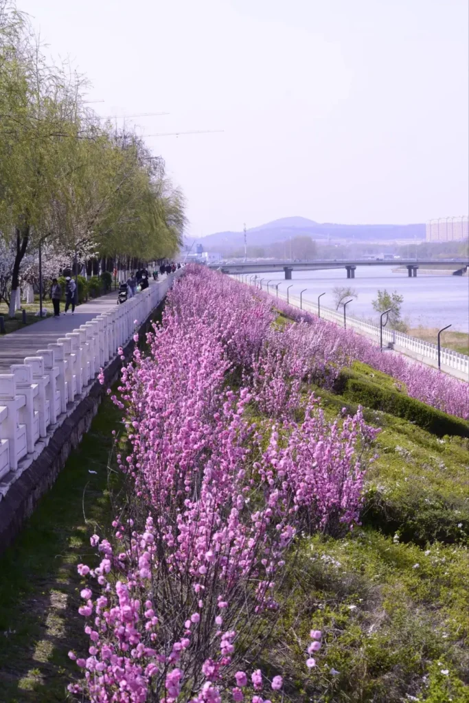 Wander the peaceful lakeshores to add natural beauty to your Liaoyuan travel guide experience.
Liaoyuan travel guide.
Liaoyuan travel guide
Things to do in Liaoyuan
Liaoyuan attractions
Liaoyuan itinerary
Sika Deer
Pipa Museum
Dongfeng Royal Deer Park
Longshou Mountain