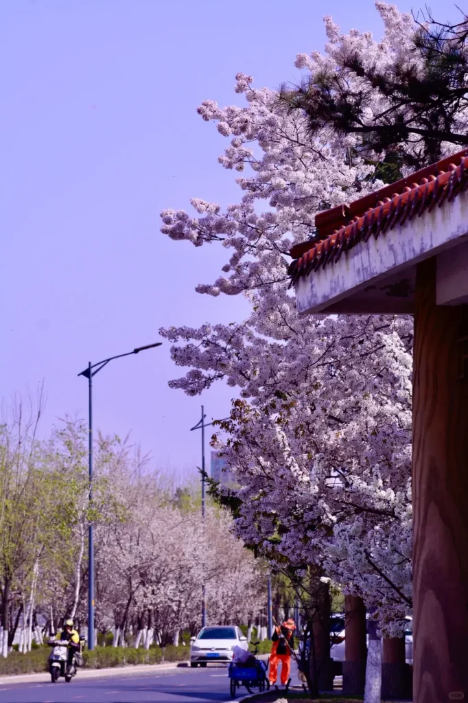 Wander the peaceful lakeshores to add natural beauty to your Liaoyuan travel guide experience.
Liaoyuan travel guide.
Liaoyuan travel guide
Things to do in Liaoyuan
Liaoyuan attractions
Liaoyuan itinerary
Sika Deer
Pipa Museum
Dongfeng Royal Deer Park
Longshou Mountain