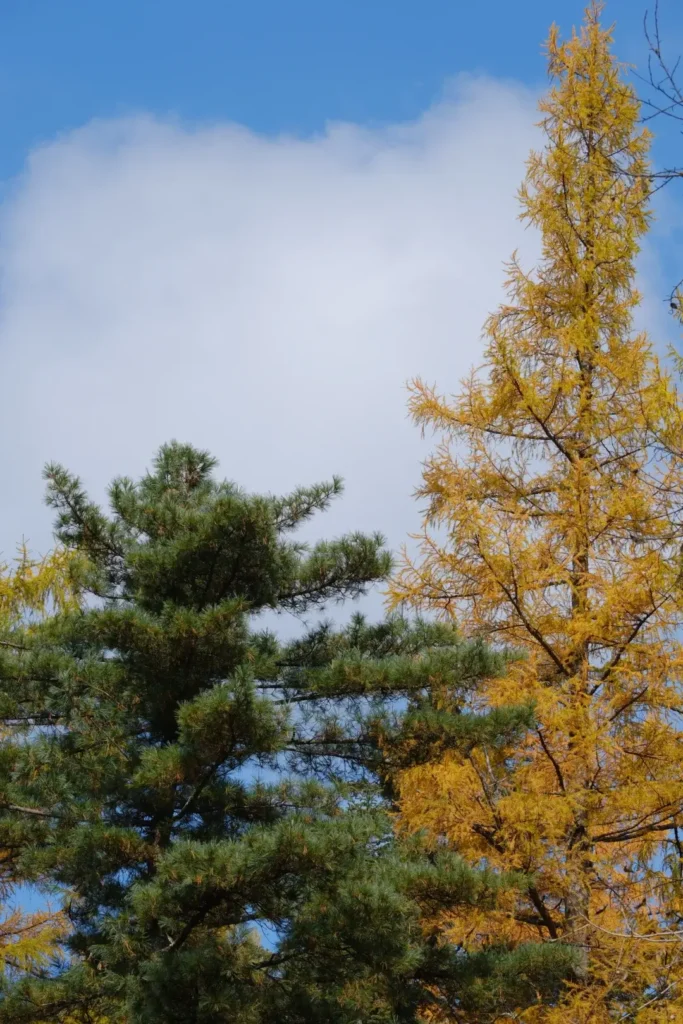 Exploring the Grand Canyon is a key part of any Baishan itinerary and a highlight in this expert Baishan travel guide.
Baishan travel guide
things to do in Baishan
Baishan itinerary
Changbai Mountain hike
Tianchi Heavenly Lake
Lushuihe hot springs
Jilin primeval forest