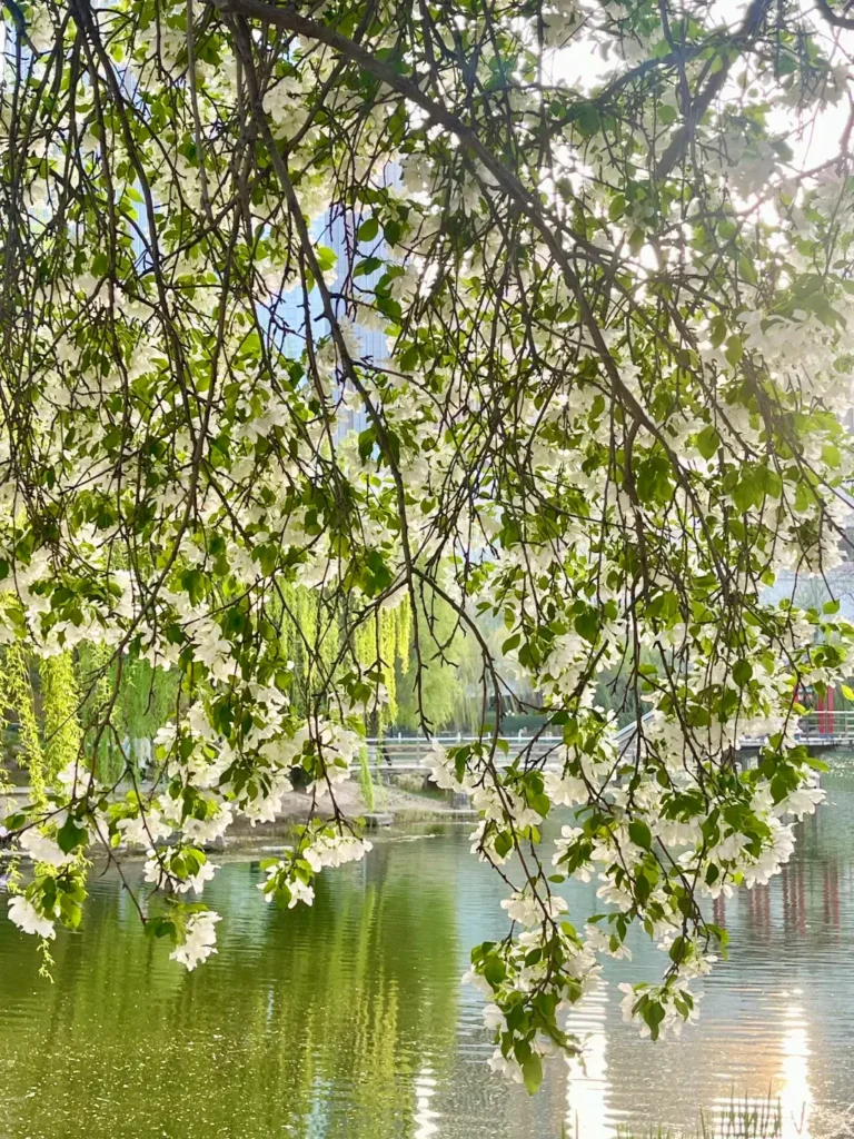 Shijiazhuang travel guide
Things to do in Shijiazhuang
Shijiazhuang attractions
Shjiazhuang itinerary
Zhengding Ancient City
Cangyan Mountain