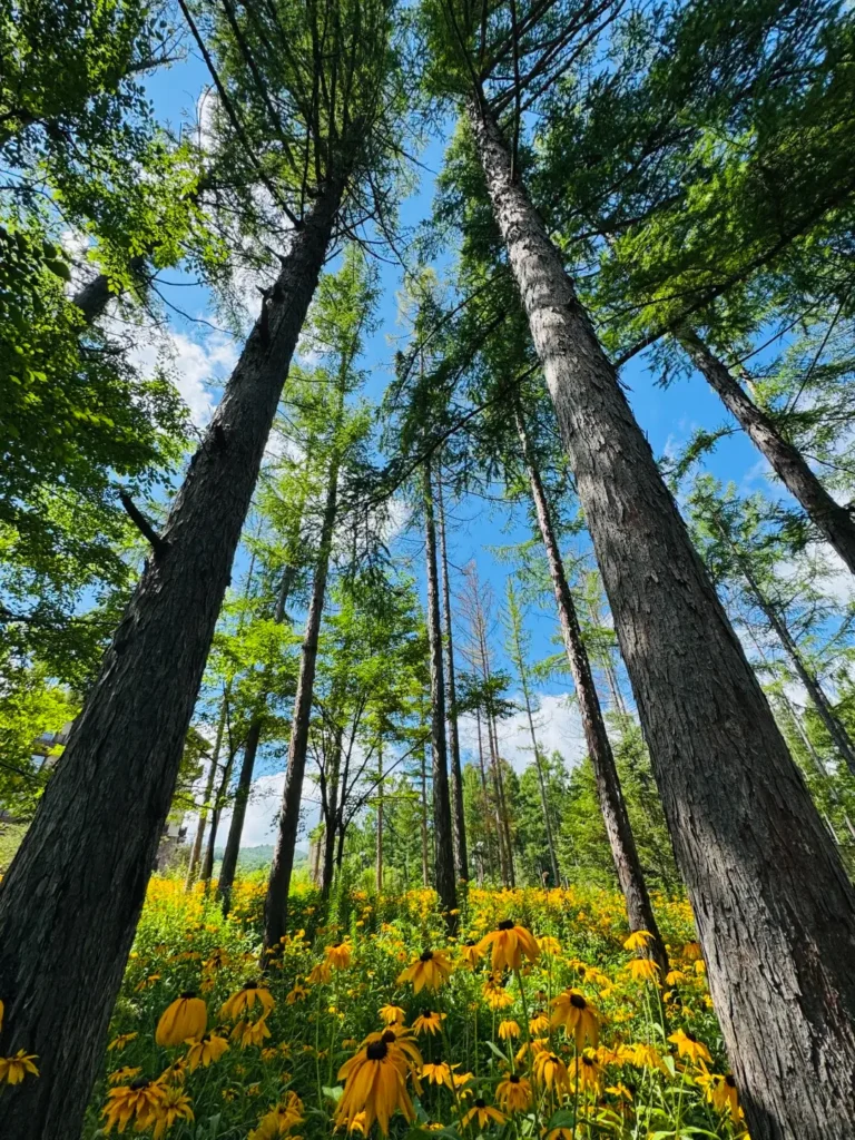 Baishan travel guide
things to do in Baishan
Baishan itinerary
Changbai Mountain hike
Tianchi Heavenly Lake
Lushuihe hot springs
Jilin primeval forest