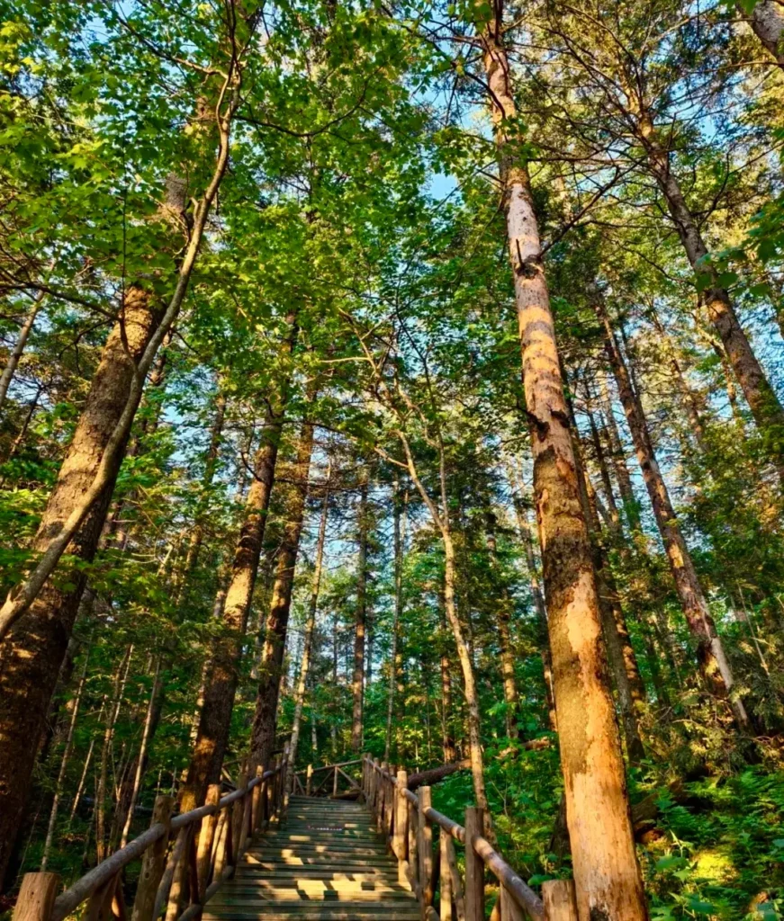 Baishan travel guide
things to do in Baishan
Baishan itinerary
Changbai Mountain hike
Tianchi Heavenly Lake
Lushuihe hot springs
Jilin primeval forest